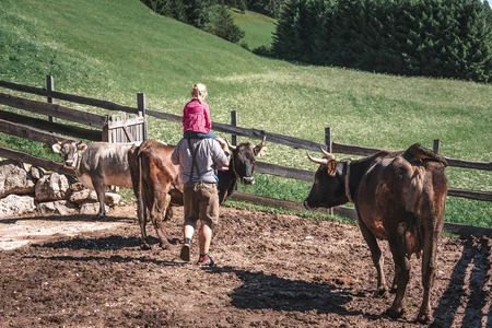 Un padre con sua figlia sulle spalle, in un recinto con mucche, immersi nel paesaggio montano estivo della Val di Fassa