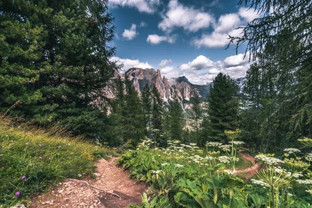 Sentiero sterrato circondato da alberi verdi, con le montagne della Val di Fassa sullo sfondo